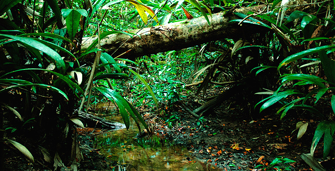 amazonrainforest